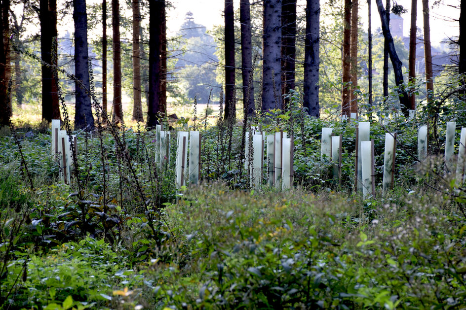 Blick in den Hürtgenwald