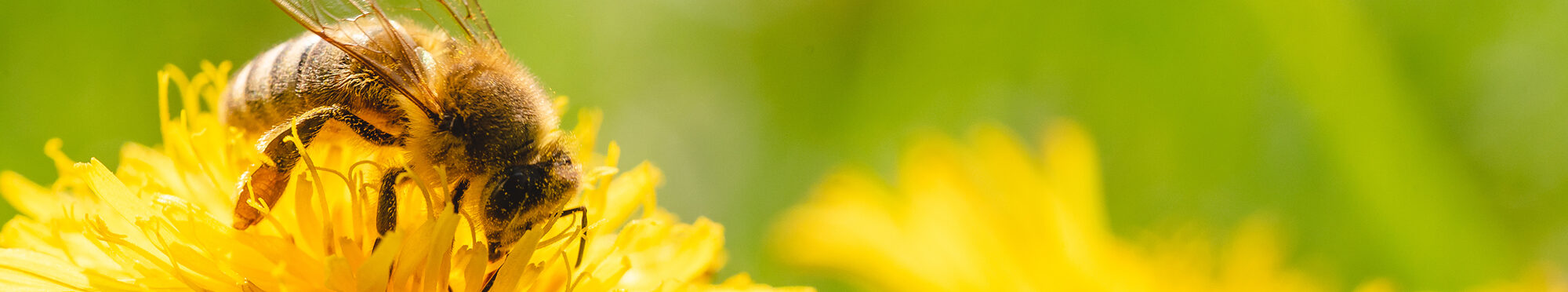 Motivbild Biene auf Blüte [Foto: ©Przemyslaw Iciak - stock.adobe.com]