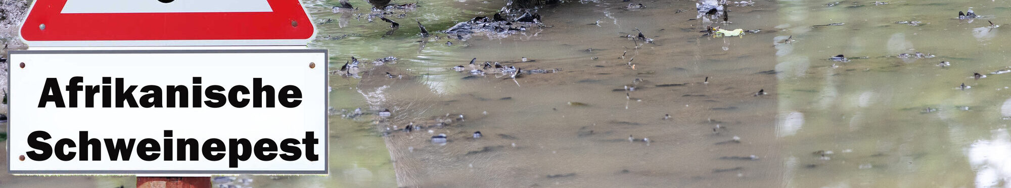 Sign with the inscription "Achtung Afrikanische Schweinepest" (Attention African swine fever) on a fence to a farm in Germany