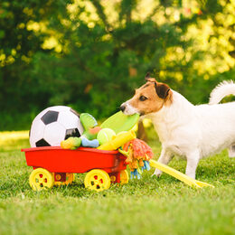 Happy dog chooses flying disc from cart full of dog toys