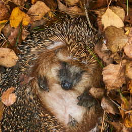 Hedgehog (Scientific name: Erinaceus Europaeus) wild, native, European hedgehog hibernating in natural woodland habitat. Curled into a ball in fallen Autumn leaves. Winter sleeping - hibernation