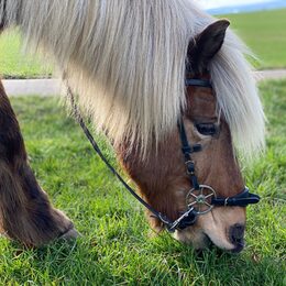 Pferd beim Grasen