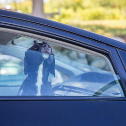 Ein Hund sitzt in einem Auto und erhascht Luft am offenen Fenster.