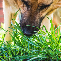dog in the grass. dog german shepherd eats green grass.