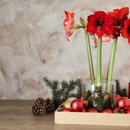 Beautiful red amaryllis flowers and Christmas decor on wooden table. Space for text