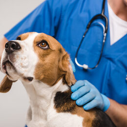 cropped view of veterinarian examining beagle dog isolated on gr