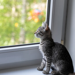 Eine Katze schaut aus einem gekippten Fenster