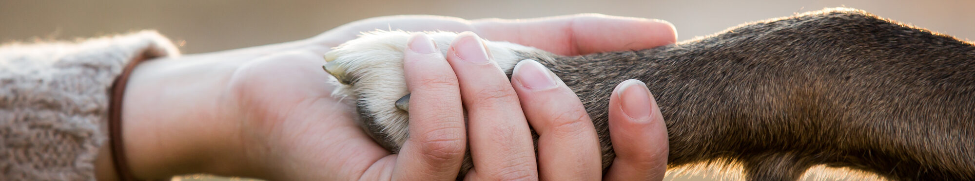 Close up of dog shaking hands with her female owner.