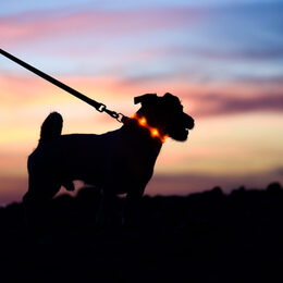 Safe evening or night walk with pet concept. Silhouette of dog on leash wearing LED-light collar against beautiful sunset sky