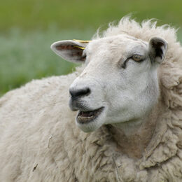 a portret of a cute sheep