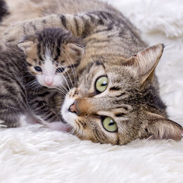 Eine Katze mit einem Katzenbaby