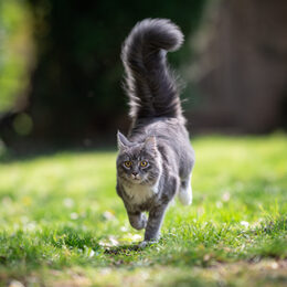Hund mit einer Kaugummiblase vor der Schnauze.