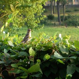Ein Vogel sitzt auf einer Hecke