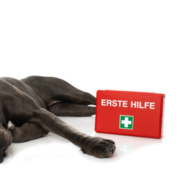 Ein Hund liegt vor Kastanien, die im Laub liegen