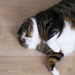 Übergewichtige Katze liegt auf dem Boden