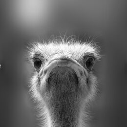 Cute monkey logo in a shape of a circle, New Year 2016, vector illustration logo design