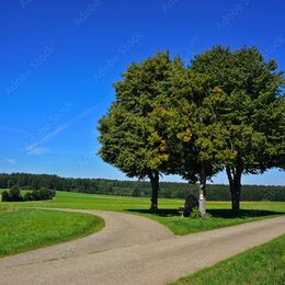 Weggabelung; Scheideweg; Drei Linden auf der Schwäbischen Alb