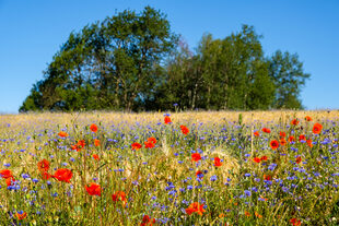 Blühstreifen am Kornfeld