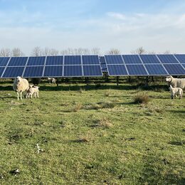 Schafe auf einer Solaranlage.
