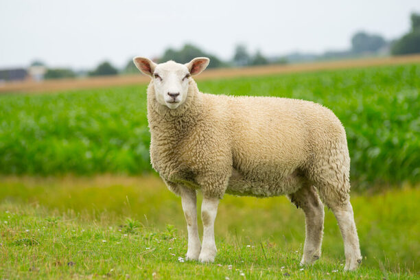 Isolated dike sheep is looking at you from its meadow on farm ba