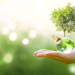 Symbolfoto einer Hand, die eine Glaskugel hält aus welcher ein Baum wächst