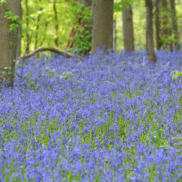 Atlantisches Hasenglöckchen Hyacinthoides non-scripta