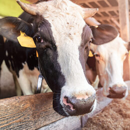 foot and mouth disease. Group of cows at cowshed eating hay or fodder on dairy farm.