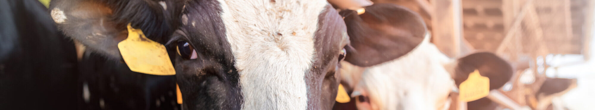 foot and mouth disease. Group of cows at cowshed eating hay or fodder on dairy farm.