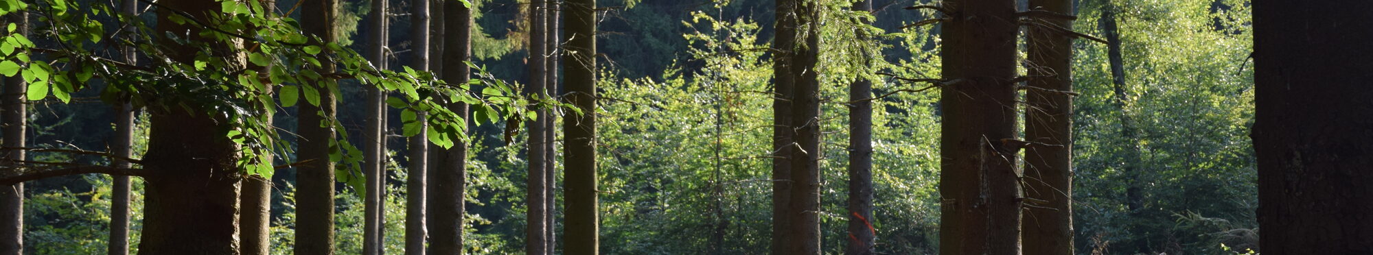 Wald mit verschiedenen Nadel- und Laubbäumen