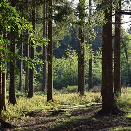 Ein Wald im Sonnenlicht