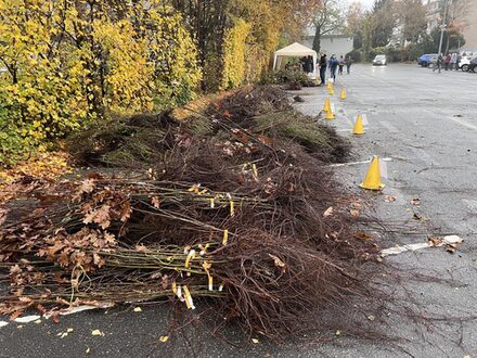 Bäume, die zur Abholung bereit liegen