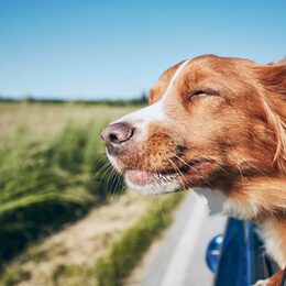 Dog travel by car