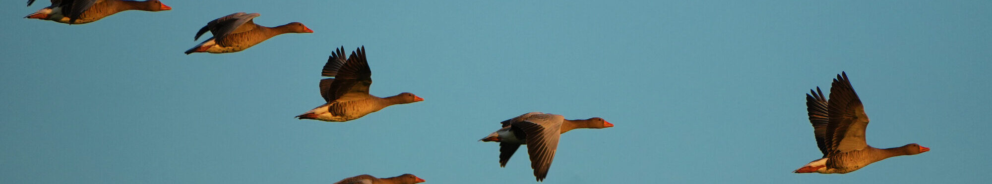 Flock of wild greyleg geese flying in formation against a clear blue sky
