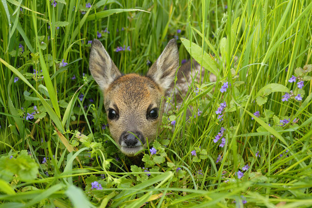 Western roe deer in meadow, Fawn, Germany, Europe