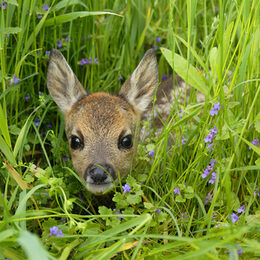 Western roe deer in meadow, Fawn, Germany, Europe